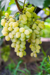 A bunch of green ripe grapes on a bush. Ready to harvest grapes close-up. Grape growing in agriculture