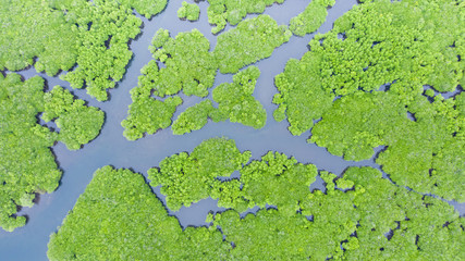 Mangroves, top view. Mangrove forest and winding rivers. Tropical background