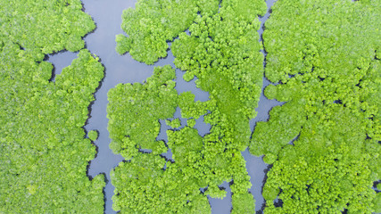 Mangroves, top view. Mangrove forest and winding rivers. Tropical background