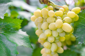 Closeup seedless green grape on a branch with a place for inscription. Harvesting wineyard. Growing a delicious vigrad in the garden