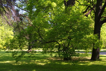 Garden. Flowers and trees