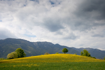Fototapeta premium Tree on blooming hill