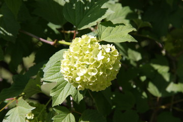 Garden. Flowers and trees