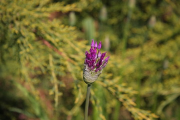 Garden. Flowers and trees