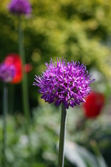 Garden. Flowers and trees