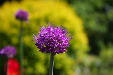 Garden. Flowers and trees