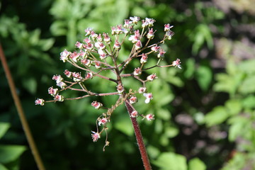 Garden. Flowers and trees