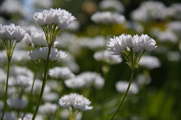 Garden. Flowers and trees