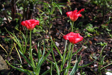Garden. Flowers and trees