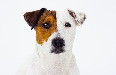 dog breed Jack Russell Terrier looks
