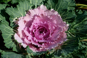 Close up high angle selective focus shot of brassica oleracea var. acephala or purple ornamental cabbage flowers with dew drops and its green leaves with natural light. Beautiful autumn decoration.