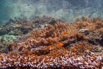 Coral reef South Pacific