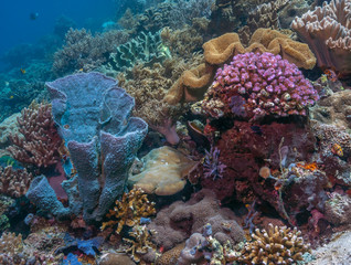 Coral reef South Pacific