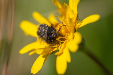 Closeup of a beetle crawling inside a yellow flower, closeup