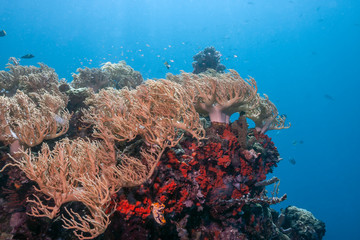 Coral reef South Pacific