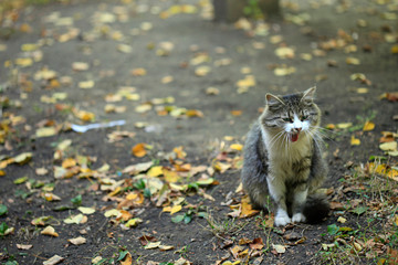 Obraz premium portrait of fluffy wild cat