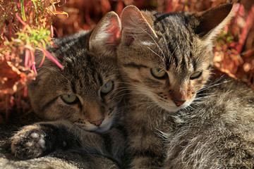 portrait of fluffy wild cat