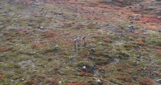 Rangifer tarandus in Lapland, Aerial, orbit, drone shot, around Reindeers, in arctic autumn colors, boreal wilderness, on a sunny, fall day, in Kilpisjarvi, Finland