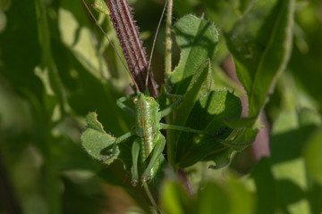 Closeup of a large grasshopper sitting seated in grass, closeup