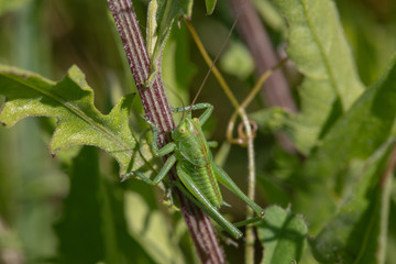 Closeup of a large grasshopper sitting seated in grass, closeup