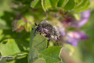 Closeup of a beetle crawling on a green leaf of a tree, closeup