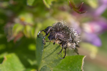 Closeup of a beetle crawling on a green leaf of a tree, closeup