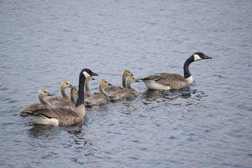 Family of Geese