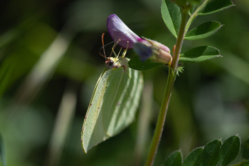 Closeup of a butterfly sitting on a flower, closeup