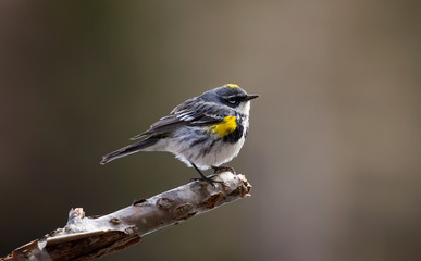Yellow-rumped Warbler