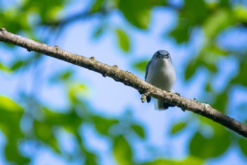 Gnatcatcher