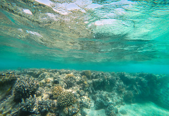 Underwater photo of coral reef and free space for your decoration 