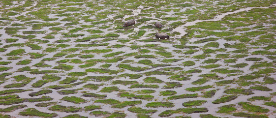 Hipopotamo, Parque Nacional Amboseli, Kenia, Africa