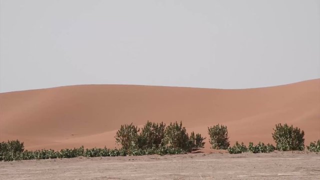 A caravan of camels and beduins transporting stuff in the distance in the front of a big dune and huge green bushes of poisonous plants in the sahara desert in Morocco.