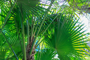 Obraz na płótnie Canvas Hot Tropics - Palms and Florals