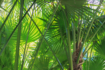 Fototapeta na wymiar Hot Tropics - Palms and Florals