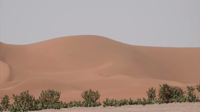 A caravan of camels and beduins transporting stuff in the distance in the front of a big dune and huge green bushes of poisonous plants in the sahara desert in Morocco.