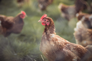 A huge flock of brown chickens roam freely in a lush green paddock