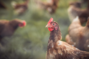 A huge flock of brown chickens roam freely in a lush green paddock