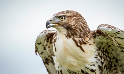 Red-tailed Hawk