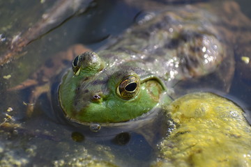 Bullfrog in Pond