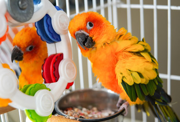 Sun Conure Colorful Orange Bird
