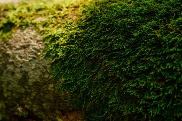 Beautiful closeup of green moss on on tree bark. Beautiful background of moss for wallpaper