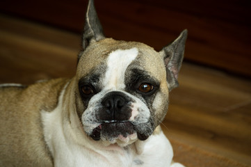 Frida the Bulldog-2