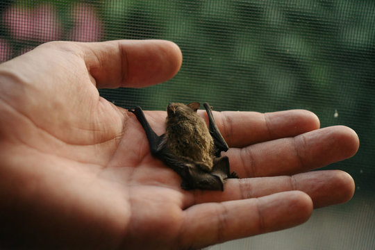 Cute Little Baby Bat In Man Hands