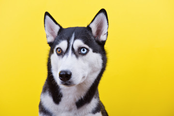 Cute siberian husky dog with lazy-eyes on a yellow studio background, concept of dog emotions