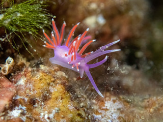 an aeolid nudibranch, sea slug Edmundsella (Flabellina) pedata a marine gastropod mollusc from the family Flabellinidae