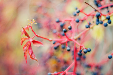 Colorful woodbine leaves and fruits in autumn scenery