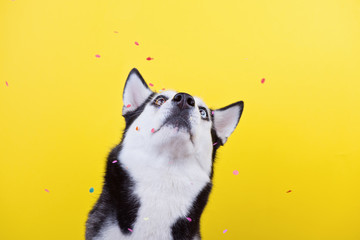 Bi-eyed husky dog under the scattering of festive confetti on the yellow studio background. concept of canine emotions
