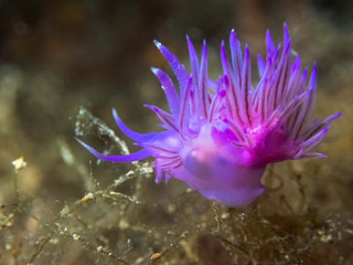 Naklejka premium Pink sea slug, Nudibranch Flabellina (Flabellina affinis) in Mediterranean Sea