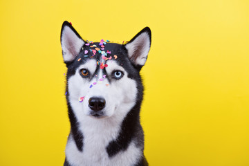Surprised husky dog is amusingly angered by squinting his eyes under the scattering of festive...